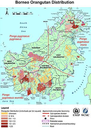 Sumatran Orangutan Map