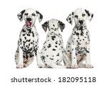 Dalmatian Puppy Dog Free Stock Photo - Public Domain Pictures