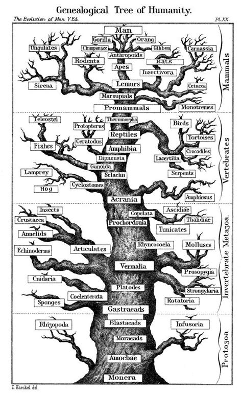 Human evolution tree | Human evolution tree, Human evolution, Evolution