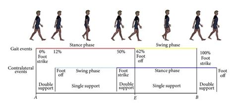 The gait cycle. A schematic representation of gait cycle with stance... | Download Scientific ...