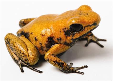 Golden Poison Dart Frog | Online Learning Center | Aquarium of the Pacific