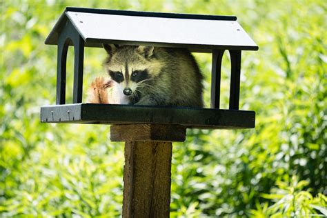 signs of a raccoon in the house - heyitskinza