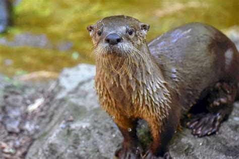 North American River Otter | The Maryland Zoo