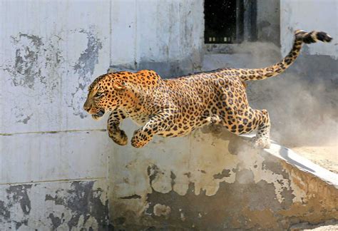 Leopard attacks six in UP