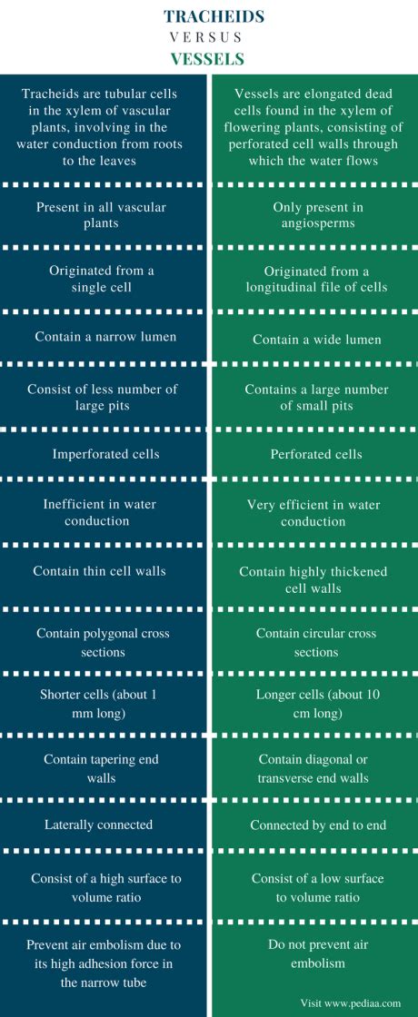 Difference Between Tracheids and Vessels | Definition, Characteristics, Function