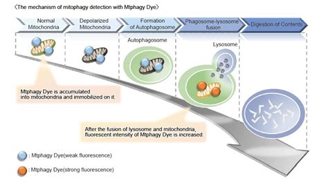 Mitophagy Detection Kit