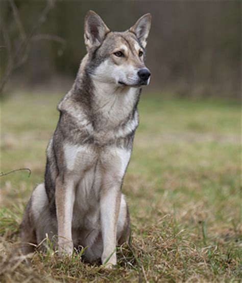 Saarloos Wolfdog Breed Info, History, Temperament, Training, Puppy, Pictures