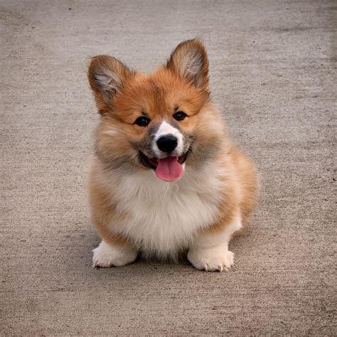 Corgi Puppies Wallpaper (54+ images)