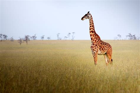 Learn More About the Grassland Biome