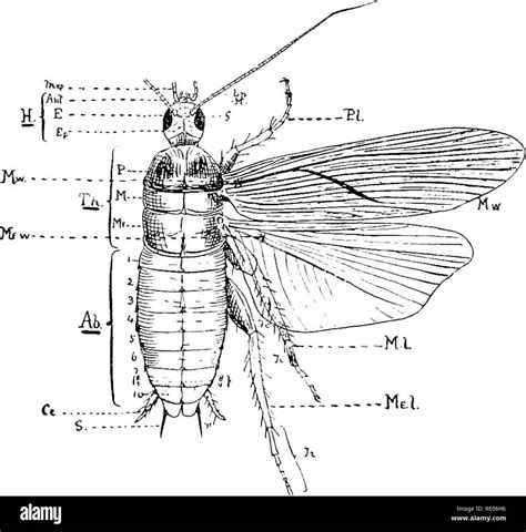 Ant head anatomy Black and White Stock Photos & Images - Alamy