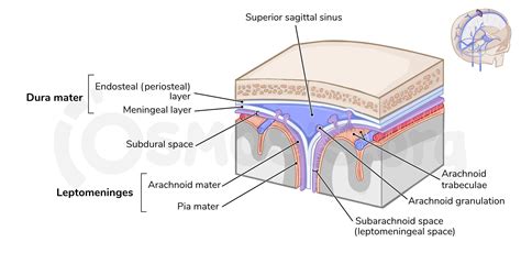 Arachnoid Mater Histology