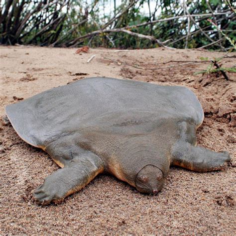 Asian Giant softshell turtle (Pelochelys cantorii)