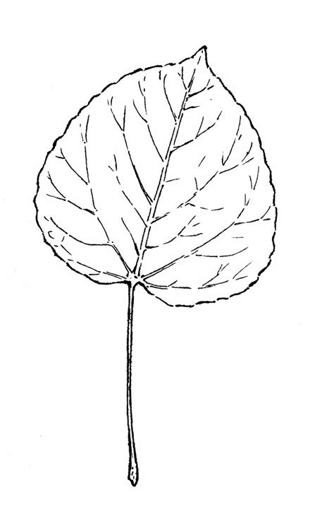 Oak Tree Leaf Drawing at GetDrawings | Free download