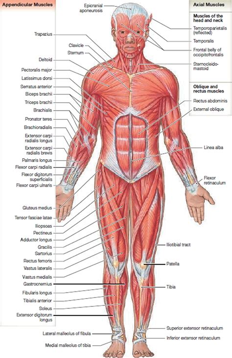 Anatomy Of Skeletal Muscle - Anatomy Book