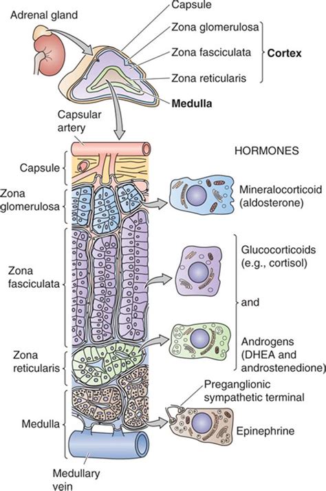 Adrenal Gland Hormones List