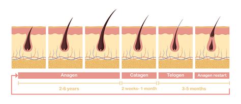 Hair growth cycle illustration. Anatomical diagram of development hair ...