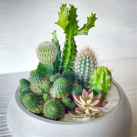 Cactus & Succulent Arrangement Large Bowl 10” – Concreate Garden