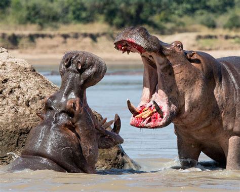 Travel photographer captures brutal hippo fight as animals clash for ...