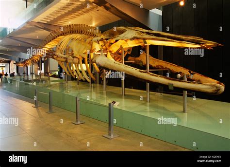 Blue whale skeleton, Melbourne museum Stock Photo - Alamy