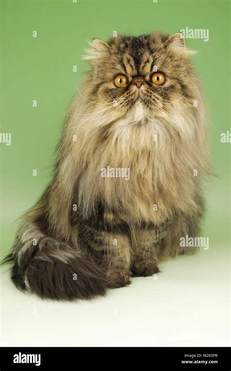 Brown Persian Cat