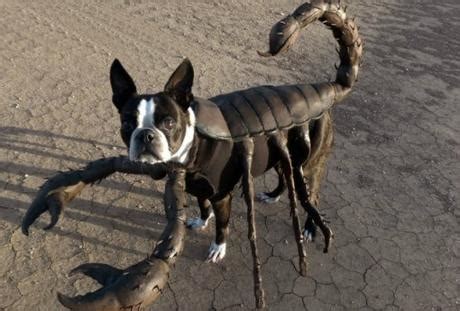 Top 10 Scariest Halloween Costumes for Dogs You Will Ever See - Paperblog