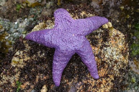 Purple Sea Star | Sea star, Starfish, Life under the sea