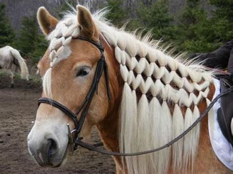 #Braided #Horse #Hair!