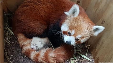 Rare red panda cub born in eastern German zoo – DW – 06/30/2019