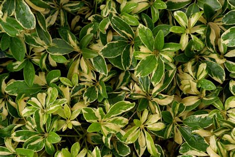 Pittosporum Hedge: 7 Best Pittosporum Varieties For Hedges