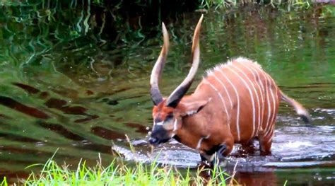 What Animals Live In The Congo Rainforest | RAINFOREST ANIMAL