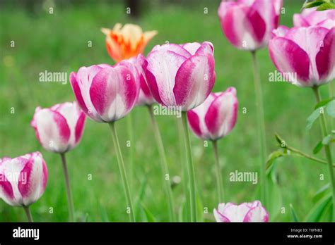 pink and white tulips in garden closeup Stock Photo - Alamy