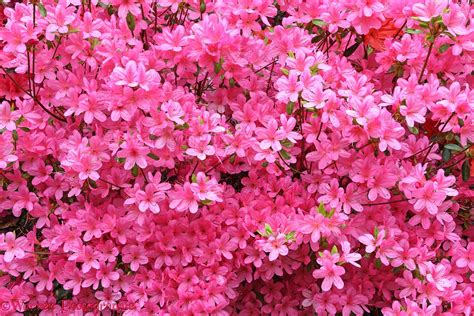 Pink Azalea flowers photo - WP27988