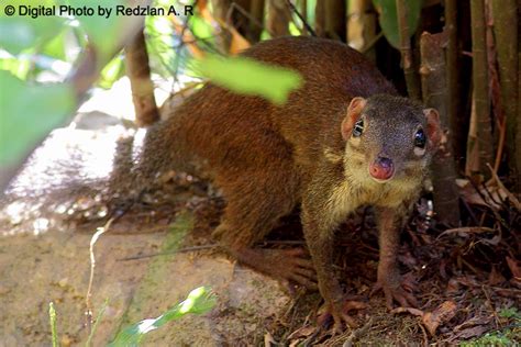 Birds and Nature Photography @ Raub: Common Tree Shrew