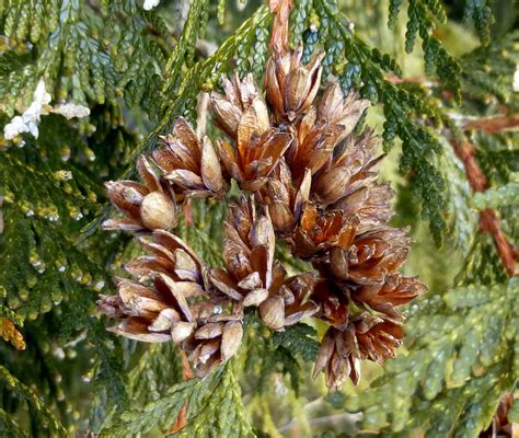 Types of Cedar Trees with Identification Guide - EatHappyProject