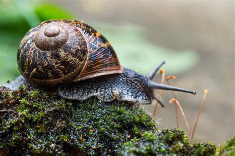 The Garden Snail - Cornu aspersum - Photography by Mark Seton