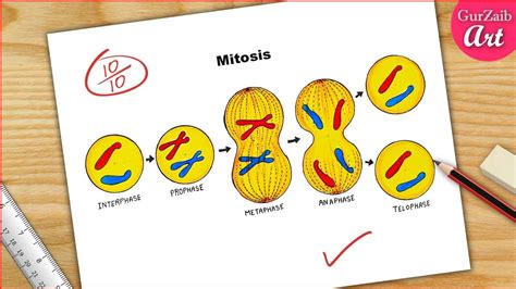 Mitosis stages Diagram drawing CBSE || easy way || Labeled Science ...