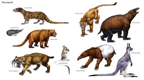 Image result for wakaleo schouteni Prehistoric Wildlife, Prehistoric Creatures, Creature ...