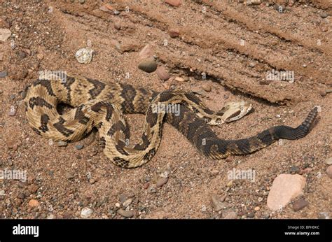 Timber Rattlesnakes (Crotalus horridus) have a wide range from New Hampshire south to Texas ...