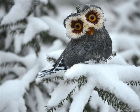 🔥 [30+] Funny Owl Wallpapers | WallpaperSafari