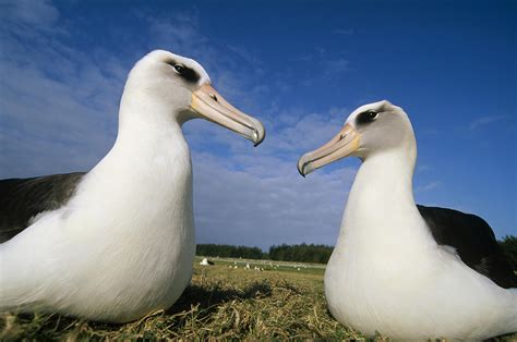 Laysan Albatross Pair Hawaii Photograph by Tui De Roy - Pixels