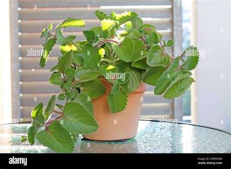 Coleus amboinicus or Plectranthus amboinicus growing in a pot. The herb is used as a spice and ...