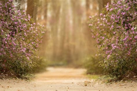 Spring Backdrop, Summer Digital Backdrop, Digital Background, Flower Fields, Trails, Creamy ...