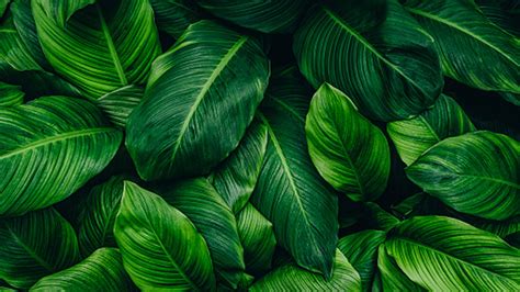 Closeup View Of Green Plant Leaves HD Green Aesthetic Wallpapers | HD Wallpapers | ID #82702