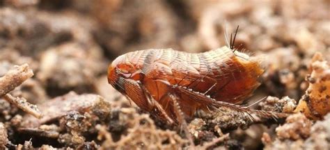 How To Prevent a Flea Infestation? - Canberra Pest Control