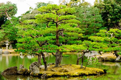 Pine tree in Japanese garden | High-Quality Nature Stock Photos ~ Creative Market