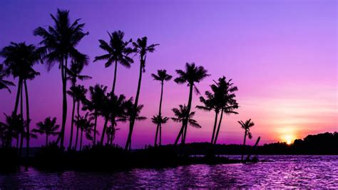 Purple Sunrise Wallpaper 4K, Clear sky, Palm trees, Scenery