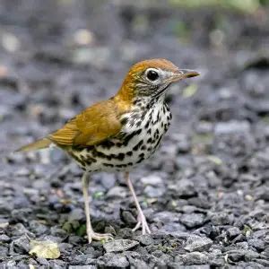 Wood Thrush - Facts, Diet, Habitat & Pictures on Animalia.bio