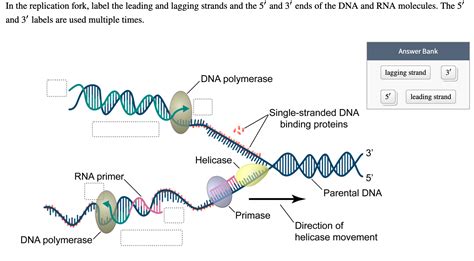 Solved In the replication fork, label the leading and | Chegg.com