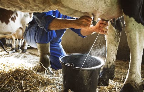 Cow Milk Production Process