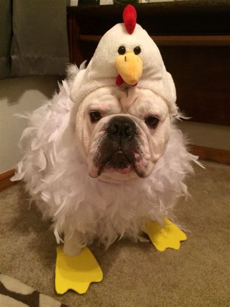 20 Unique Funny Dog Costumes For Halloween - FUNNY ANIMALS PICTURE